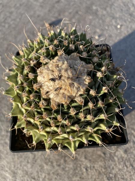 Obregonia denegrii
